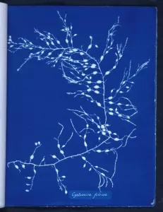 Cyanotype d'une algue par Anna Atkins
