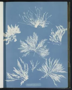 Cyanotype d'algues par Anna Atkins