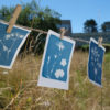 Atelier cyanotype EVJF