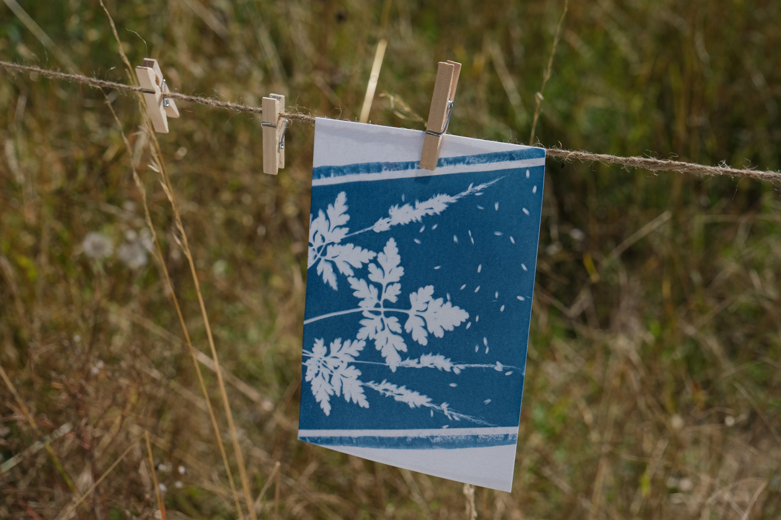 Cyanotype nature