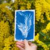 Cyanotype mimosa