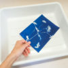 Bain rinçage cyanotype