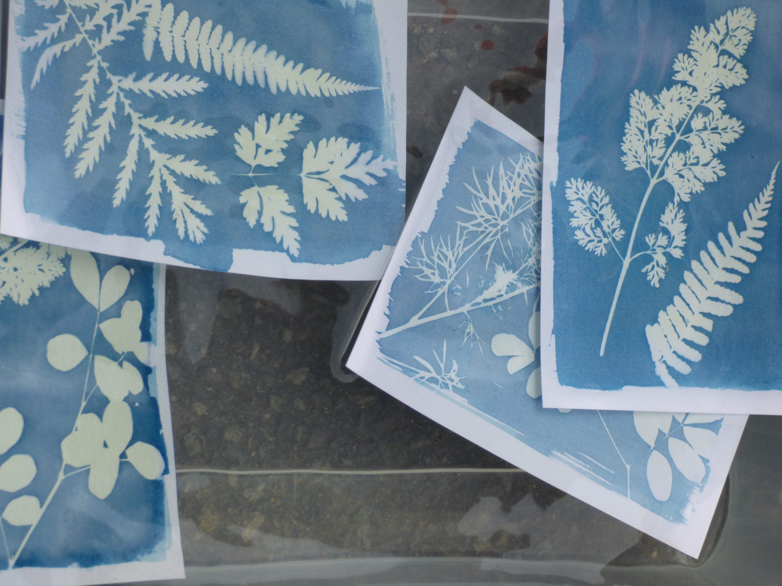 Dijon La Cuverie cyanotype Des créations cyanotypes à Dijon