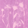 Rosatype végétal cyanotype rose