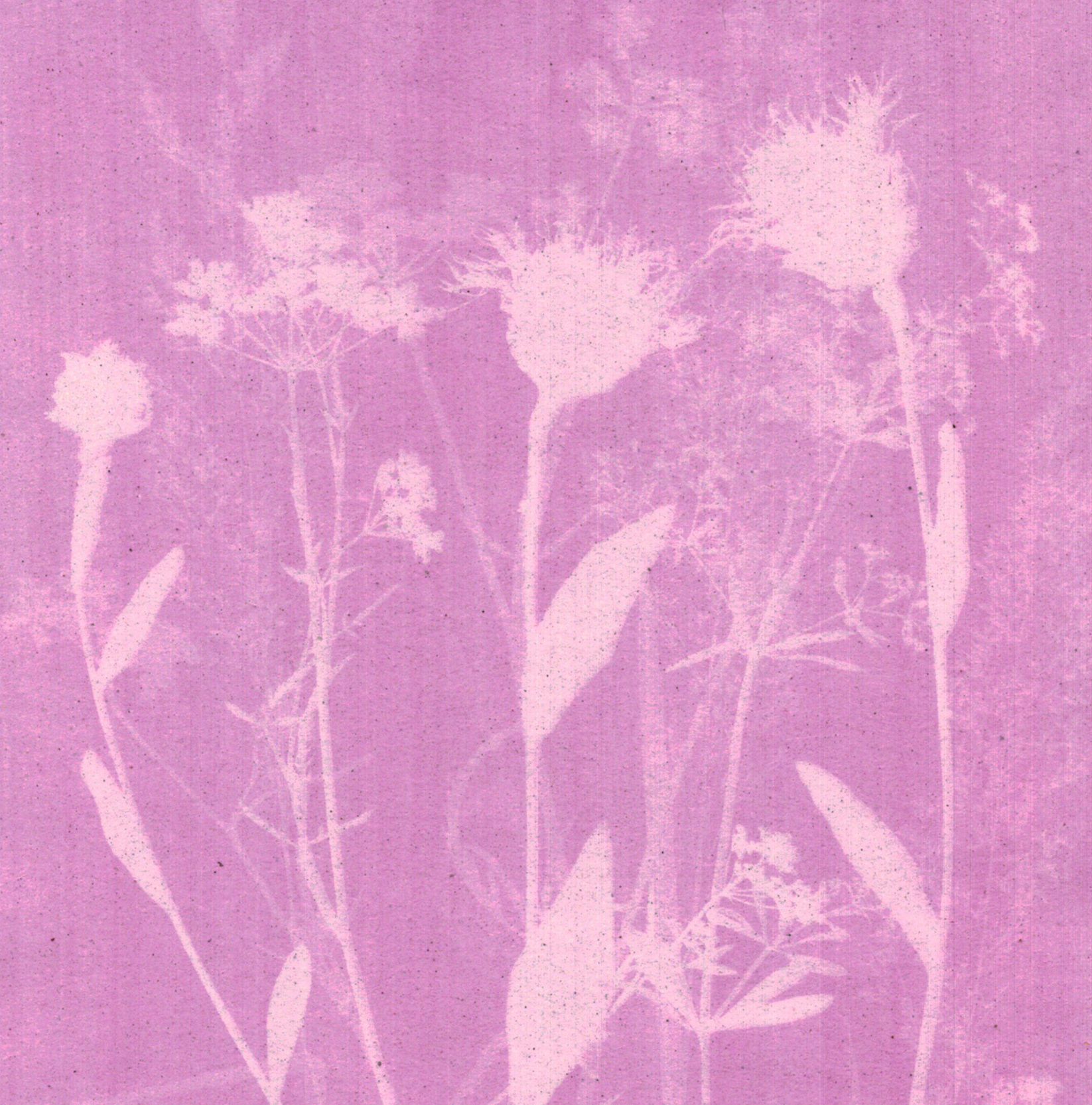 le-rosatype-ou-cyanotype-rose-tout-pour-le-cyanotype