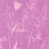 Rosatype de fleurs des champs