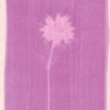 Rosatype de fleur de nigelle