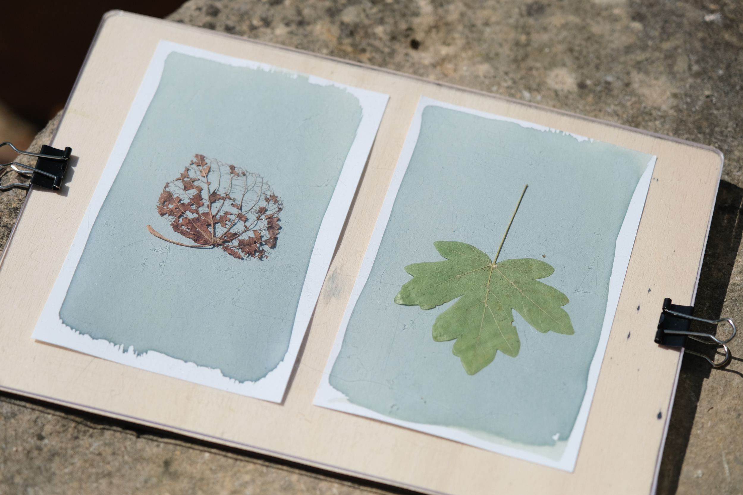 Support d'insolation cyanotype