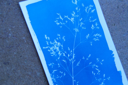 cyanotype avec la bonne exposition