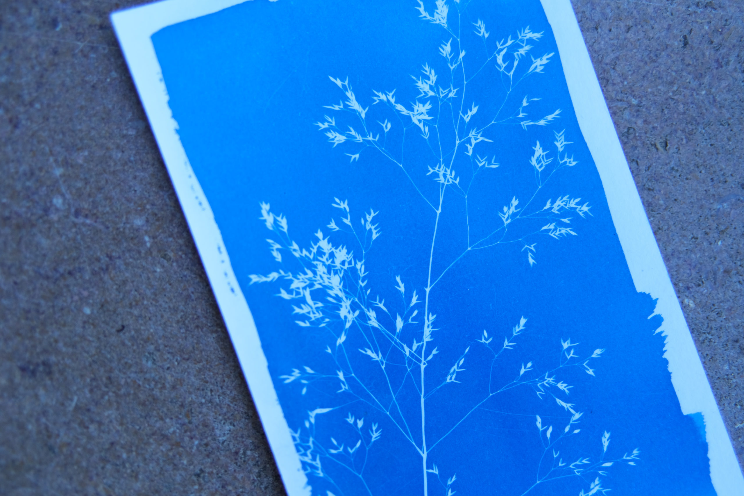 cyanotype avec la bonne exposition