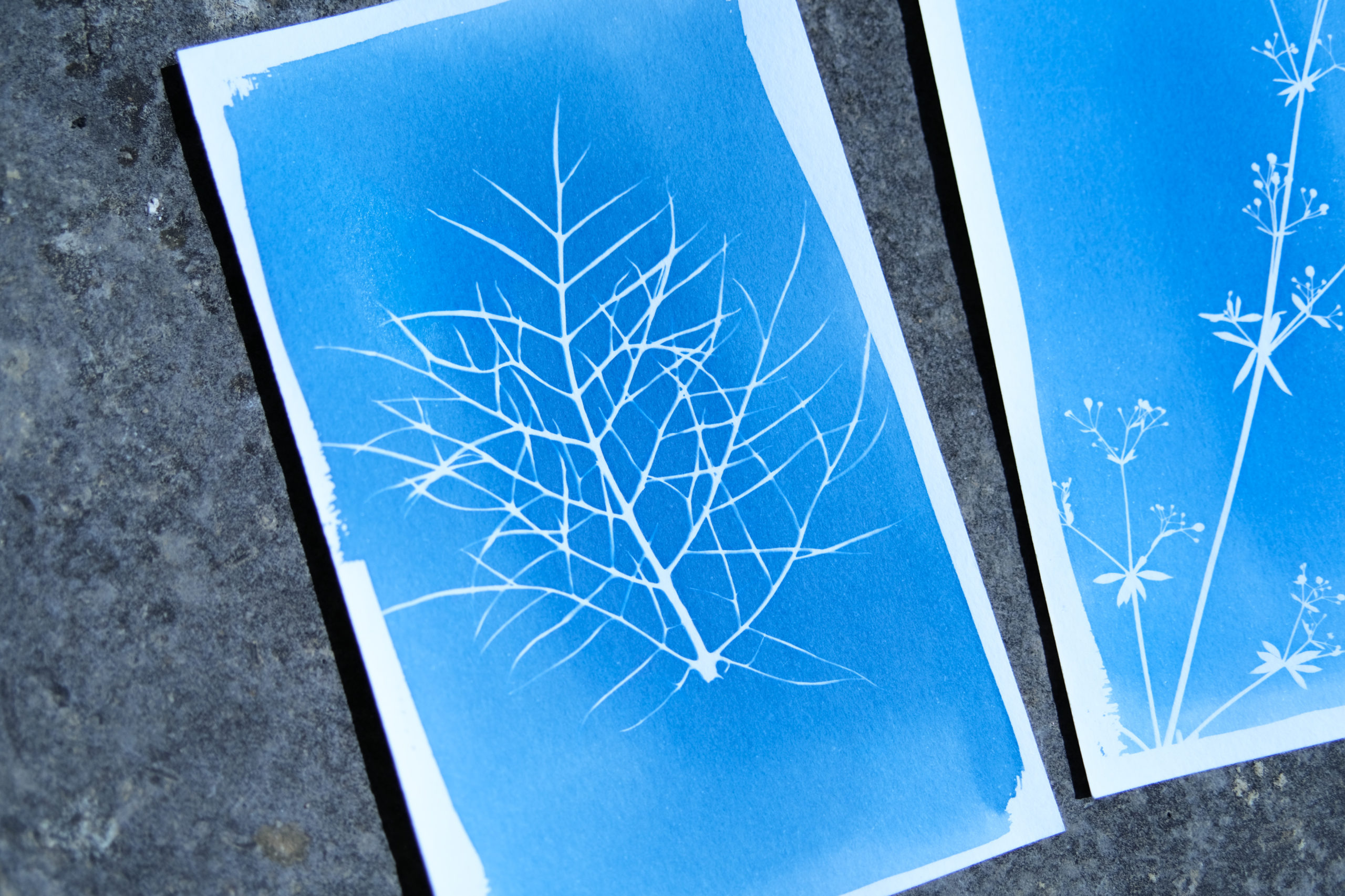 cyanotype de feuille de cosmos - août