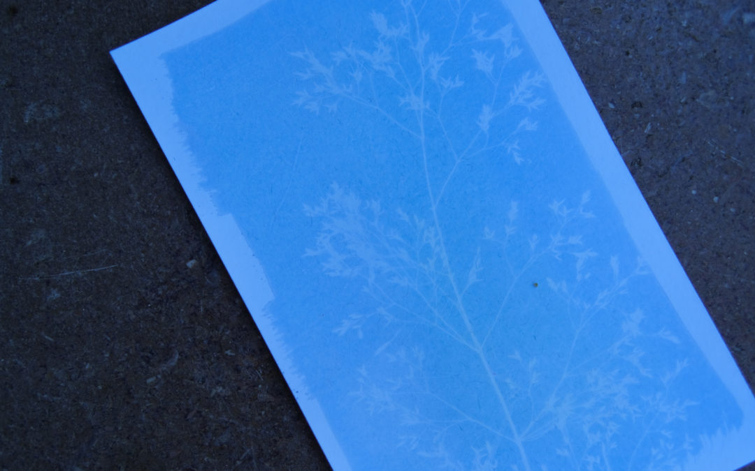 5 erreurs courantes en cyanotype (et comment les éviter)