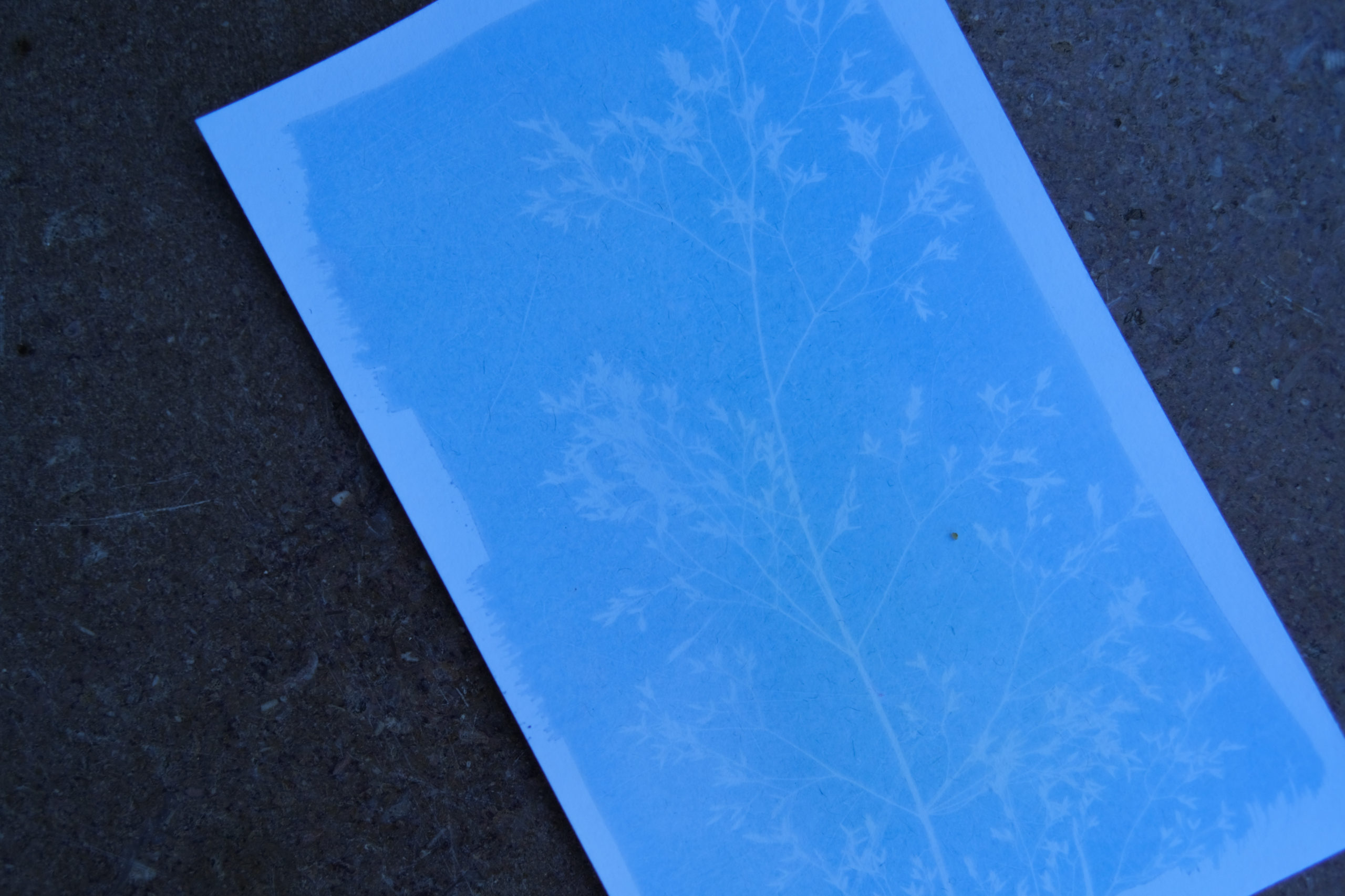 cyanotype sous exposé