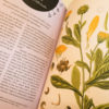 Livre : Plantes et jardins de sorcières – Image 5