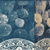 Livre : Cyanotypes, appropriations contemporaines – Image 6