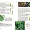 livre fleurs sauvages guide botanique éditions du scarabée