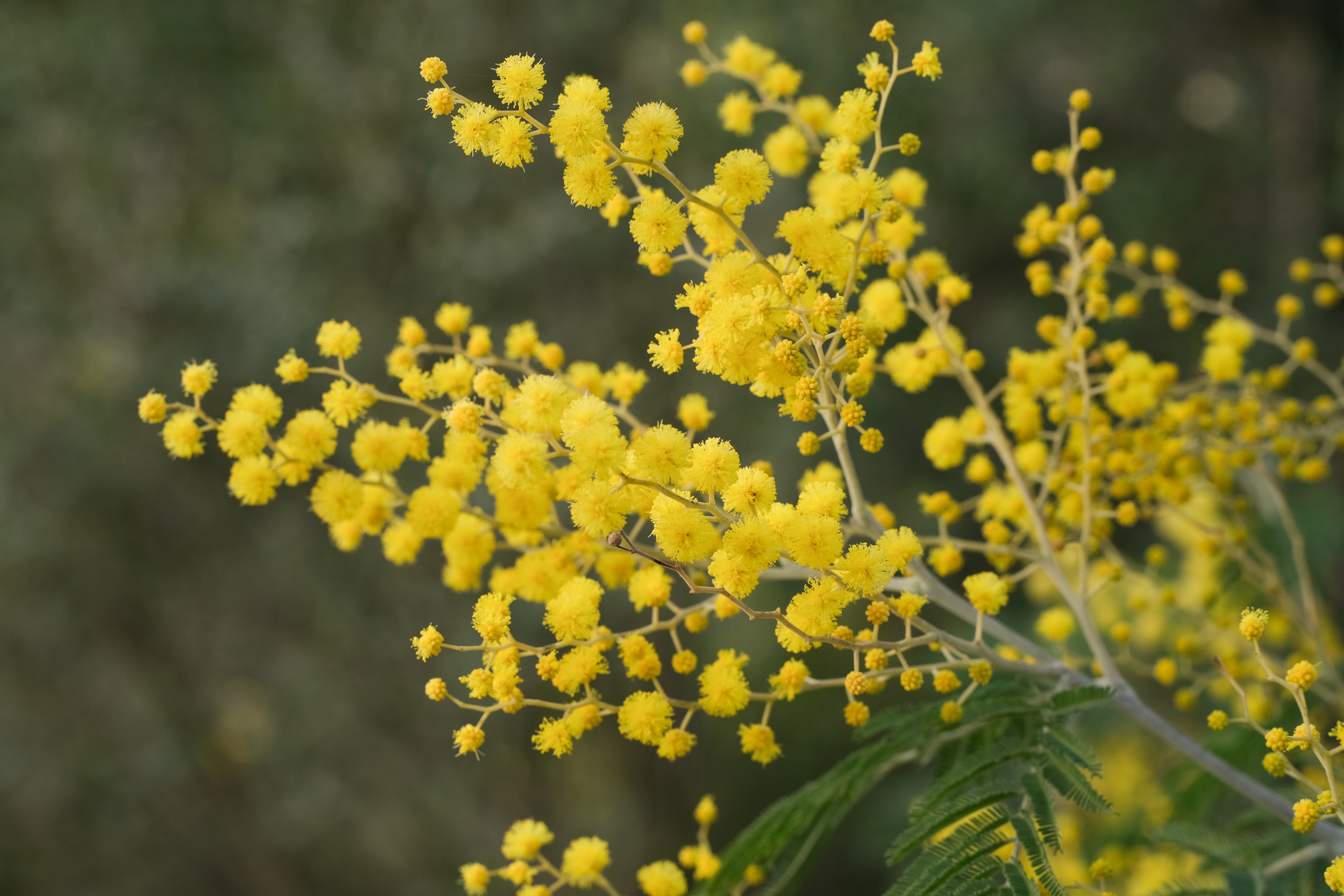 cartes-postales-mimosa-2-