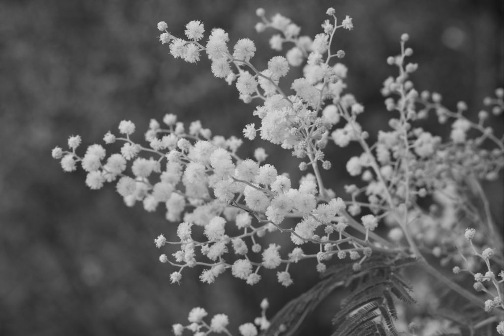 mimosa-negatif photo en noir et blanc pour cyanotype