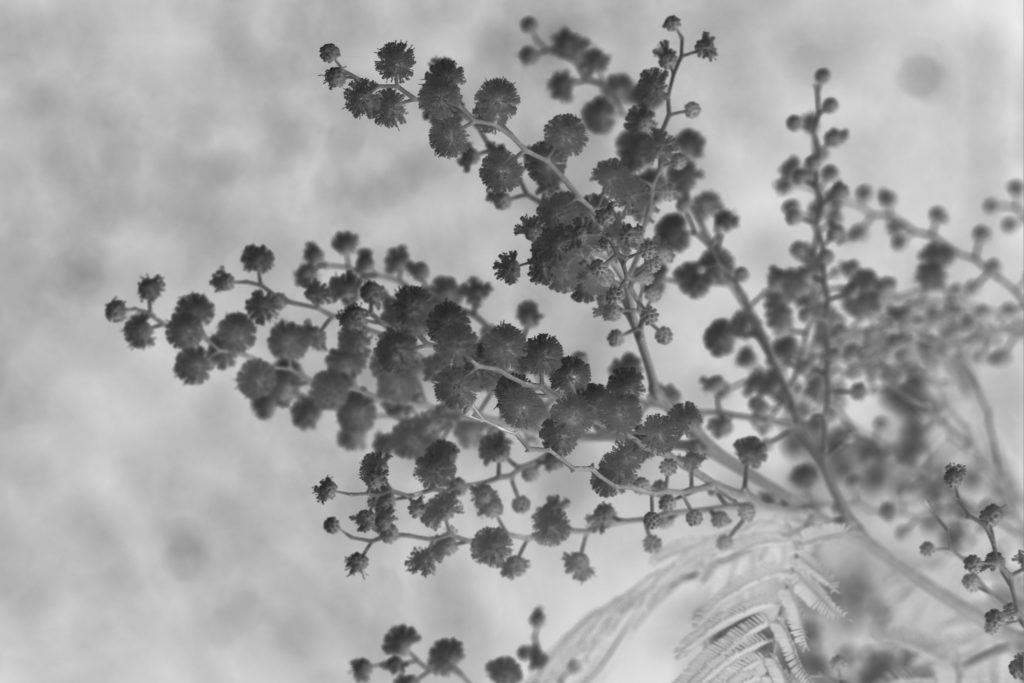 mimosa-negatif-2 négatif pour cyanotype