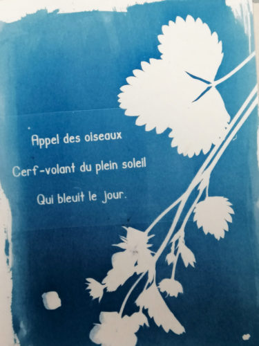 cyanotype & haiku