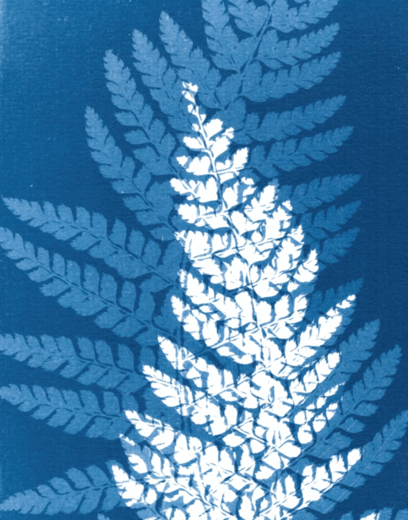 Double-exposition-cyanotype cyanotype double exposition de fougère