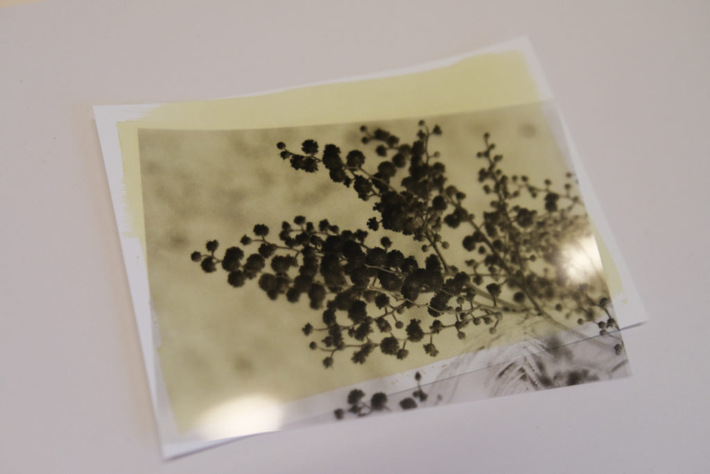 cyanotype photo mimosa Négatif photo pour tirage cyanotype