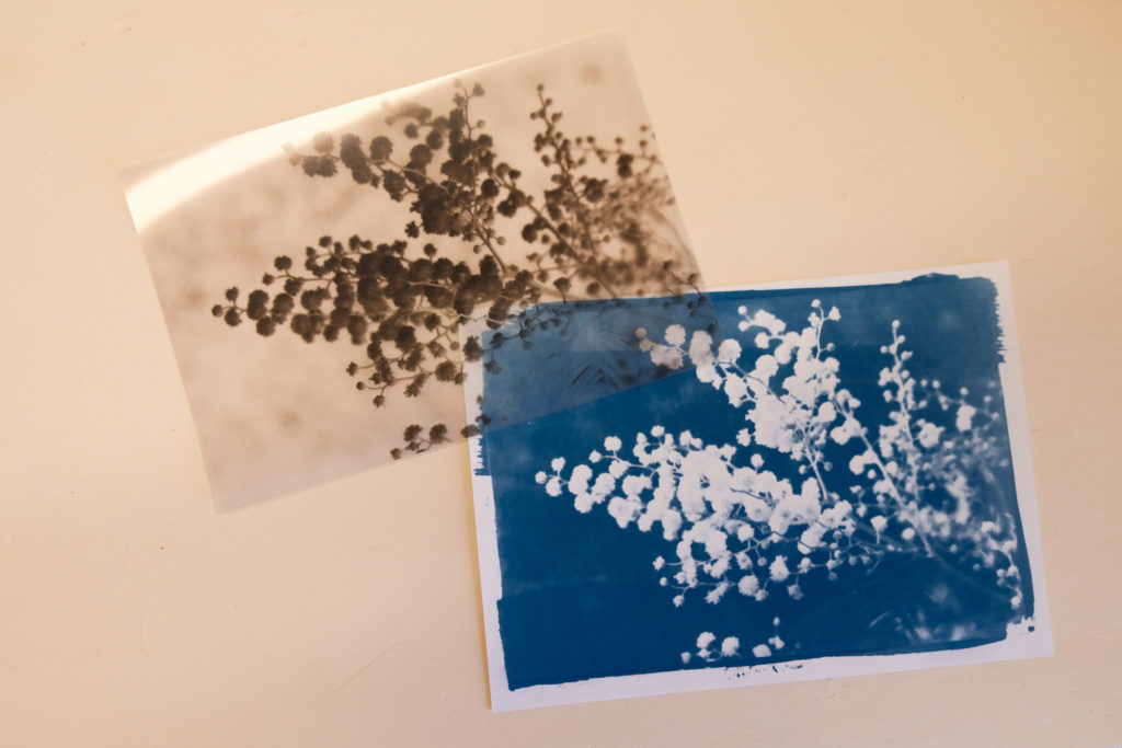 mimosa-tirage-cyanotype Tirage photo cyanotype à partir d'un négatif photo - Mimosa