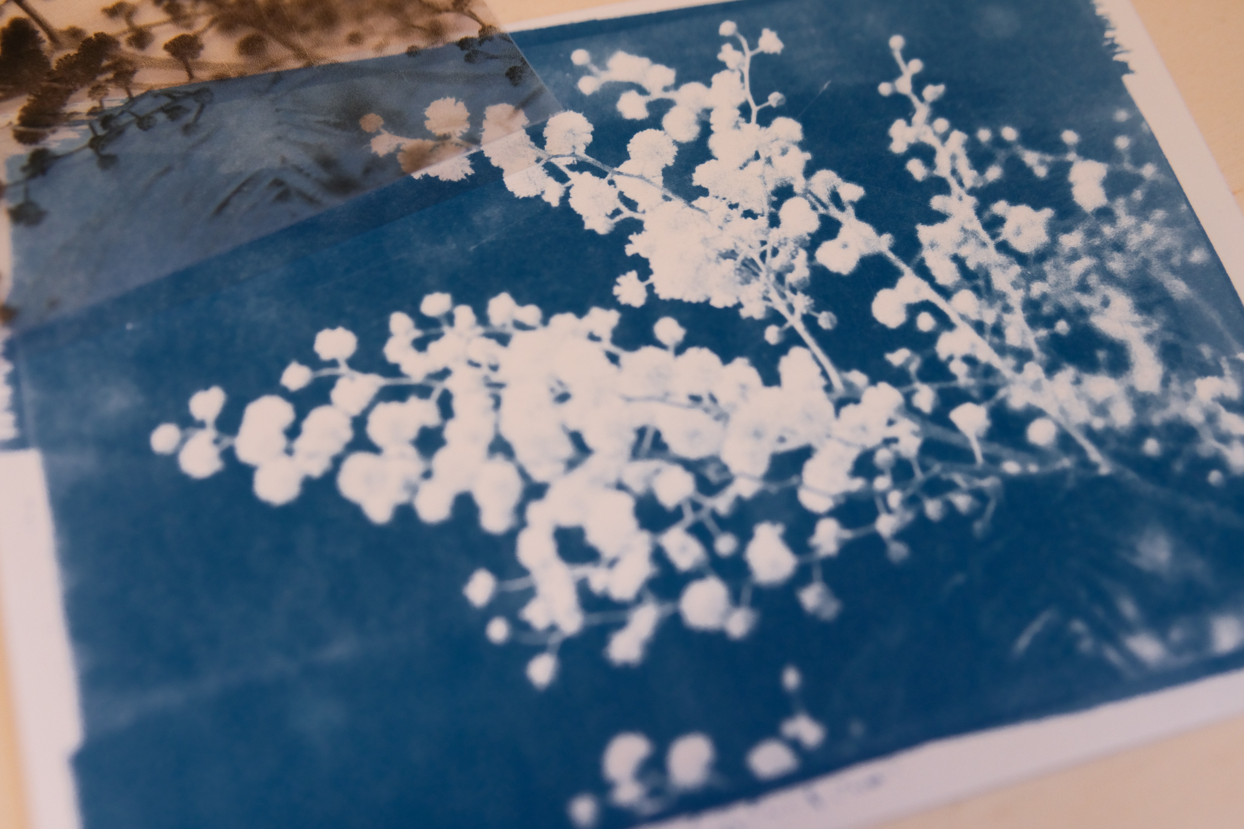 Tirage photo cyanotype à partir d'un négatif photo de mimosa