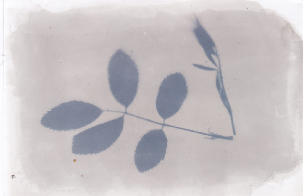Anthotype d'une feuille de rose à partir de jus de carotte (source : Wikipedia Commons) par Bernd Hutschenreuther 