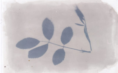 Qu’est-ce que l’anthotype ?