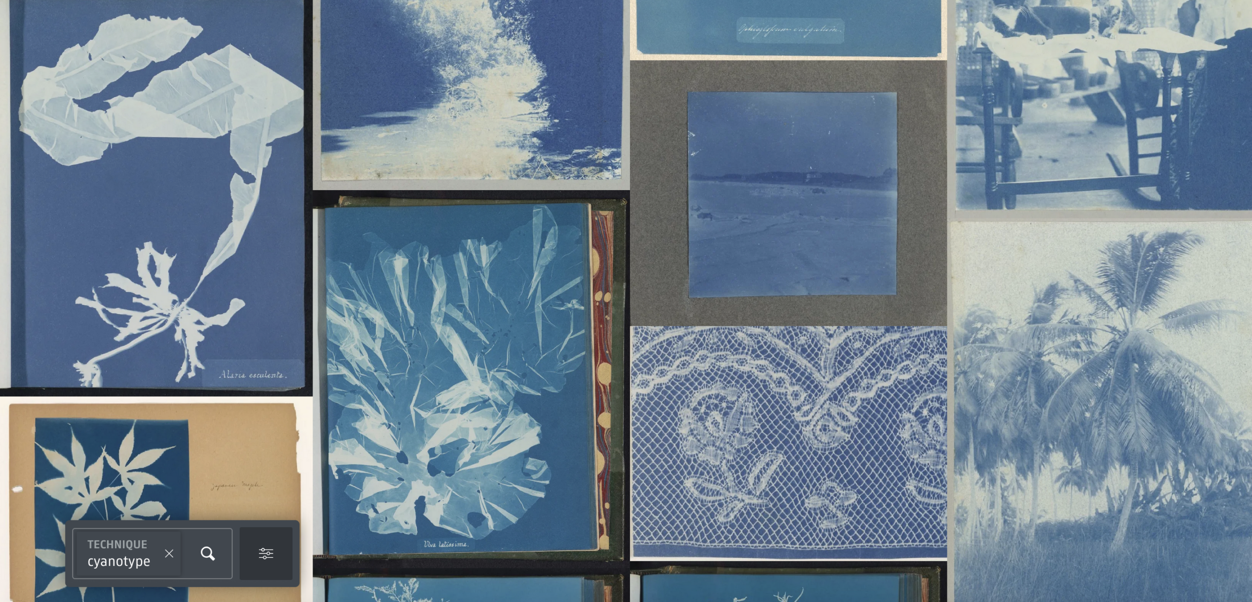 Collection documentaire en ligne de cyanotypes du Rijksmuseum
